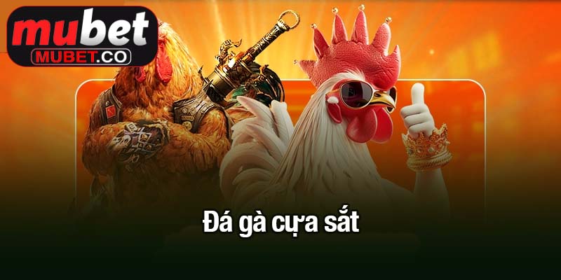 Đá gà cựa sắt - Trận đấu quyết liệt một mất một còn 2 Đá gà cựa sắt