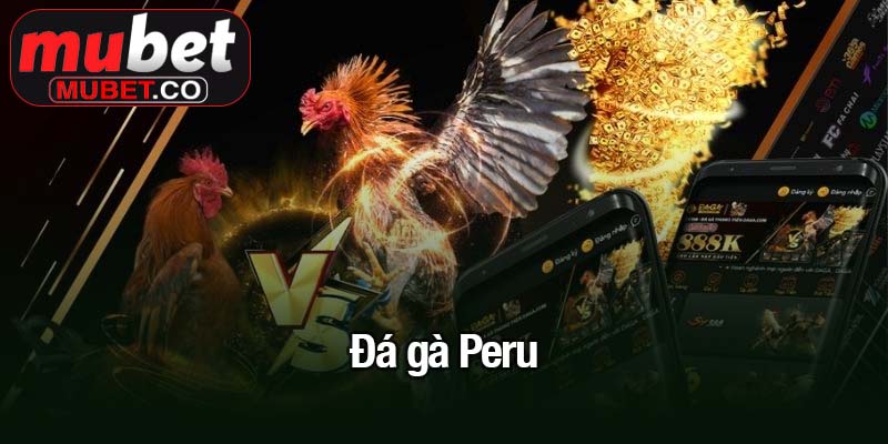 Đá gà Peru - Trận đấu kịch tính thu hút triệu kê thủ Mubet 1 Đá gà Peru