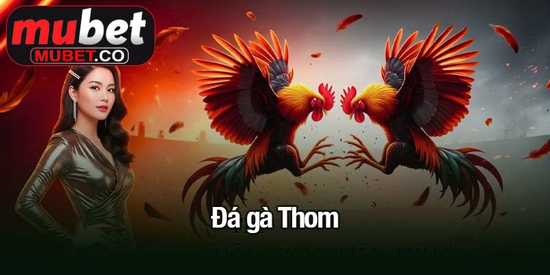 Đá gà Thomo - Đam mê, kịch tính và phần thưởng cực khủng 4 Đá gà Thom